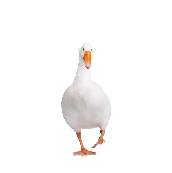 Domestic goose — Stock Photo, Image