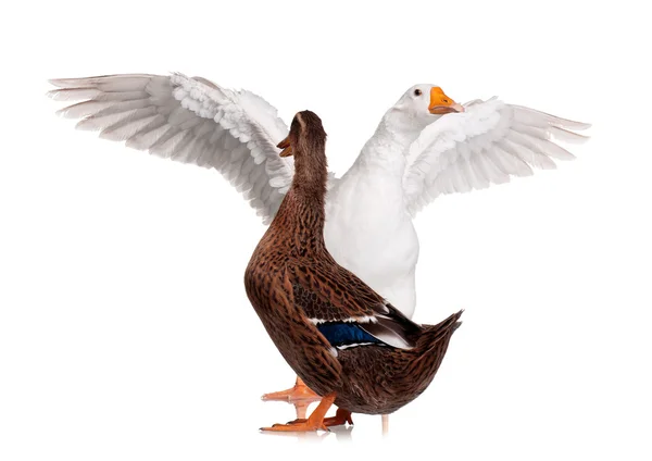 Pato y ganso — Foto de Stock
