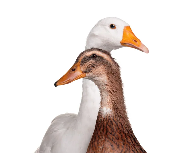 Duck and goose — Stock Photo, Image