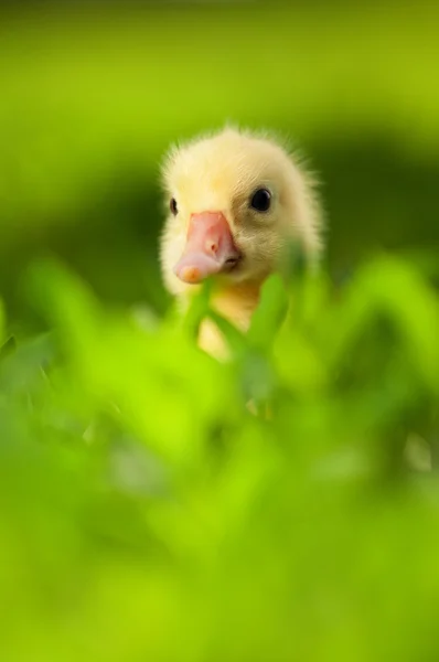 Domestic gosling — Stock Photo, Image