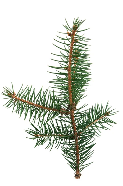 Fir branch — Stock Photo, Image