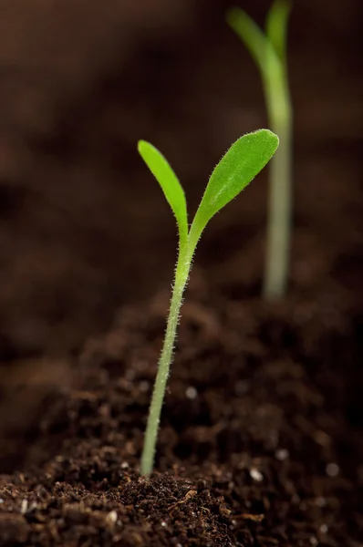 Gröna plantor — Stockfoto