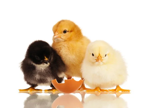 Little chickens — Stock Photo, Image