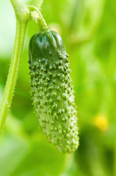 Green cucumber — Stock Photo, Image