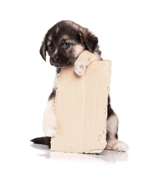 Puppy with paper — Stock Photo, Image