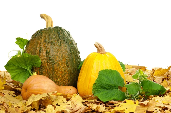 Calabazas maduras —  Fotos de Stock