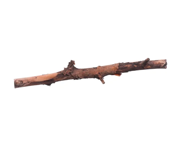 Tree branch — Stock Photo, Image