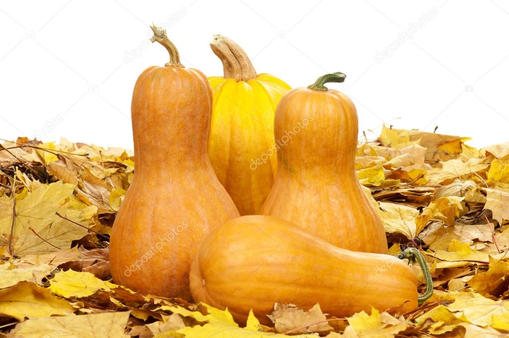 Ripe pumpkins