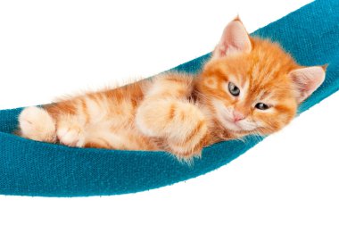 Kırmızı kedi yavrusu