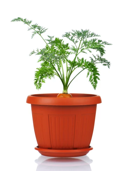 Carrot in plastic pot — Stock Photo, Image