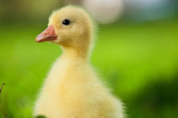 Domestic gosling — Stock Photo, Image