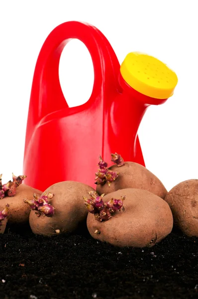 Potatoes sprouts — Stock Photo, Image