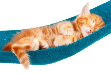 Kırmızı kedi yavrusu