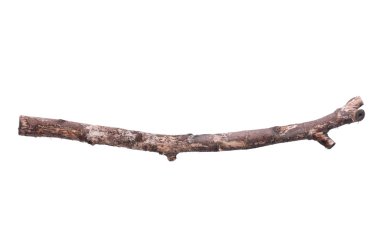 Tree branch clipart