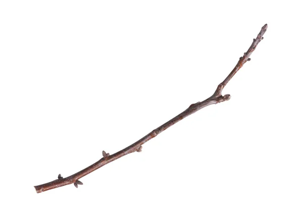 Branch of tree — Stock Photo, Image