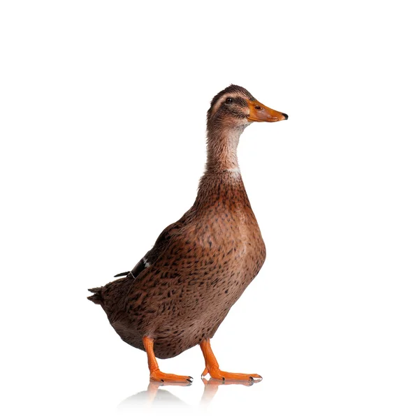 Domestic duck — Stock Photo, Image