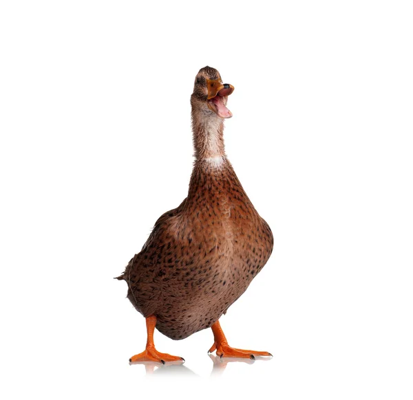 Domestic duck — Stock Photo, Image