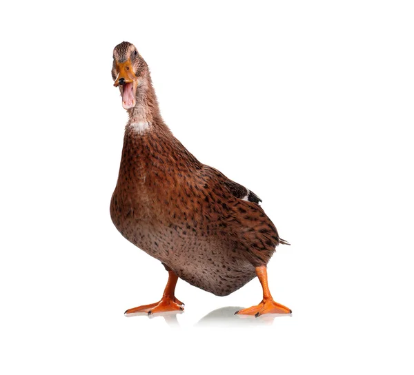 Domestic duck — Stock Photo, Image