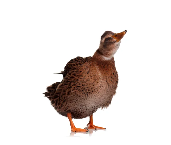 Domestic duck — Stock Photo, Image