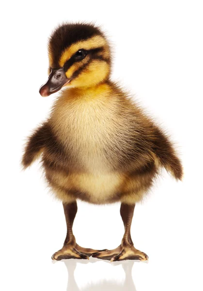 Domestic duckling — Stock Photo, Image