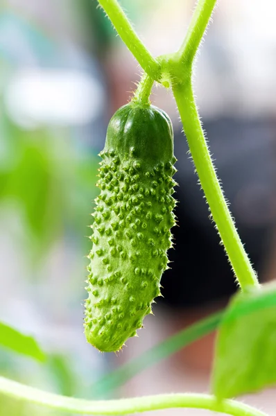 Green cucumber — Stock Photo, Image