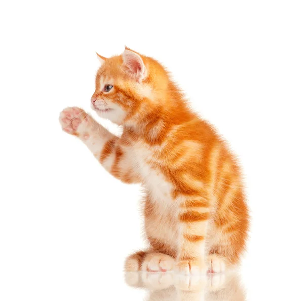 Red kitten — Stock Photo, Image