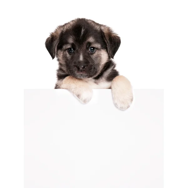 Puppy with paper — Stock Photo, Image