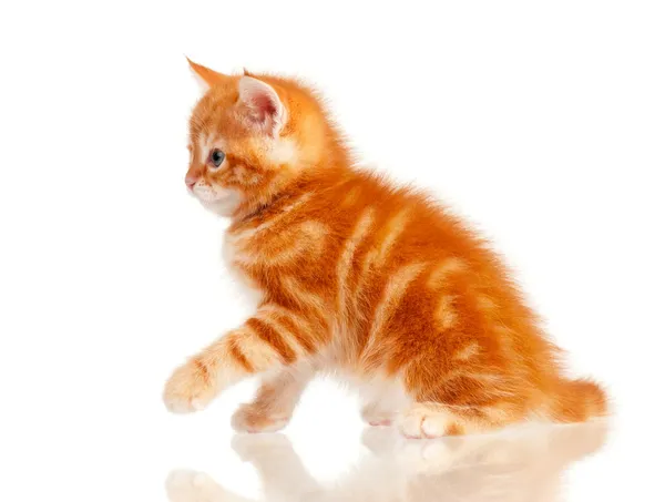 Rode kitten — Stockfoto