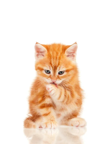 Červené kotě — Stock fotografie