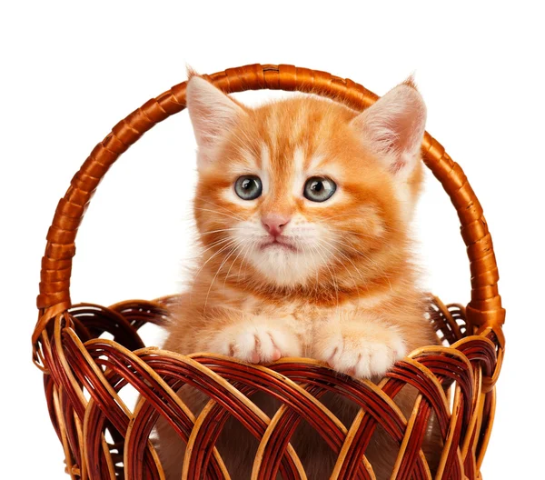 赤い子猫 — ストック写真