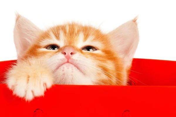 Червоний кошеня — стокове фото