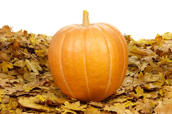 Ripe pumpkins — Stock Photo, Image