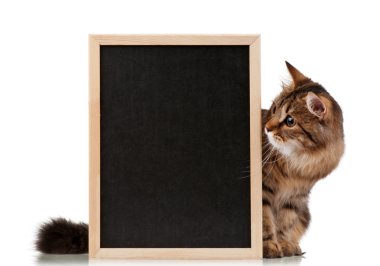 blackboard ile kedi