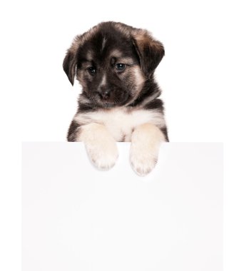 kağıt ile köpek yavrusu
