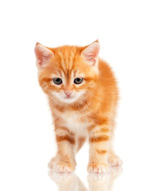 Kırmızı kedi yavrusu