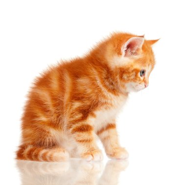 Kırmızı kedi yavrusu