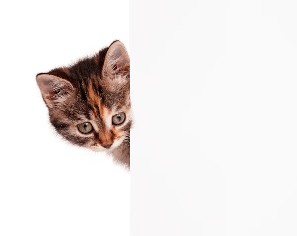 Roztomilý kotě — Stock fotografie