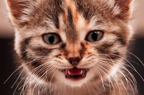 Cute kitten — Stock Photo, Image