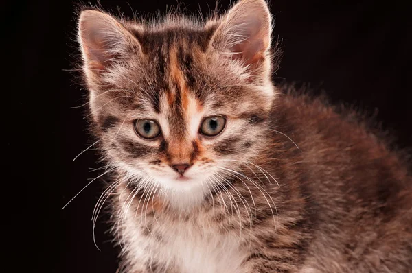 Şirin kedi yavrusu — Stok fotoğraf