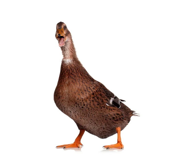 Domestic duck — Stock Photo, Image