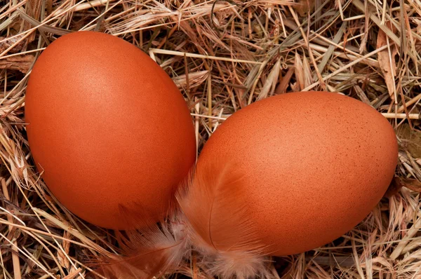 Eier im Nest — Stockfoto