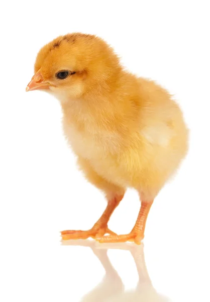 Little chicken — Stock Photo, Image