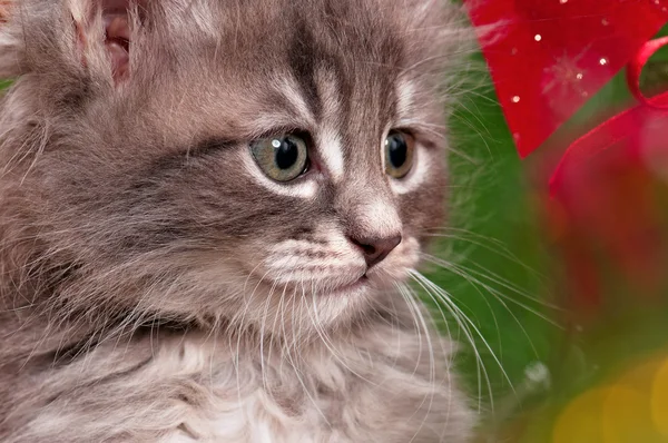 Gatinho cinzento bonito — Fotografia de Stock