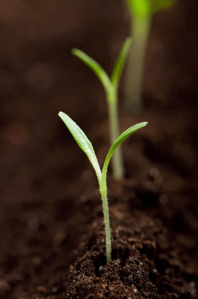 Plántulas verdes — Foto de Stock