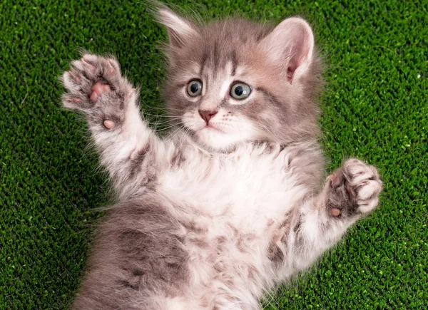 Cute gray kitten — Stock Photo, Image