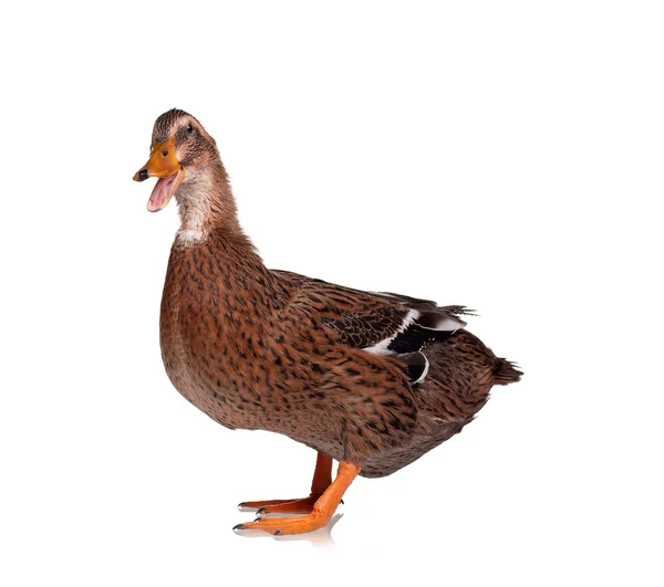 Yerli ördek — Stok fotoğraf
