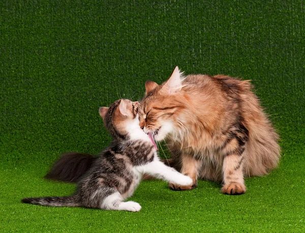 Kedi ve yavru kedi — Stok fotoğraf
