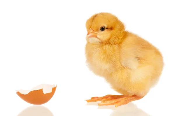 Kis csirke — Stock Fotó