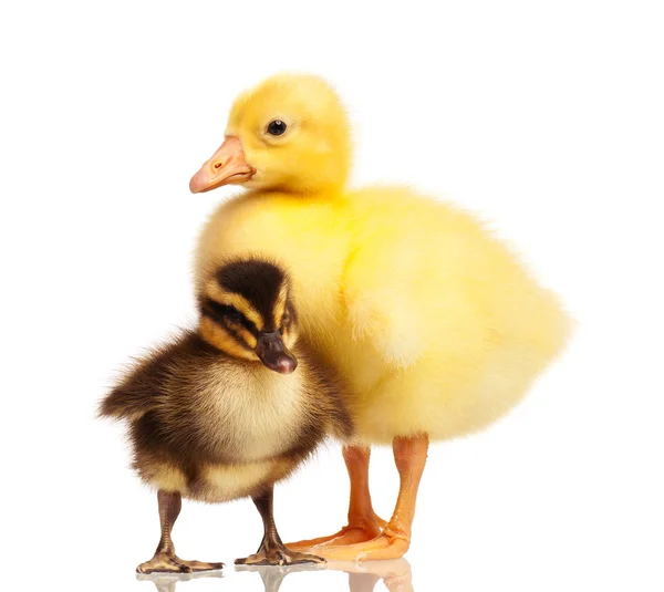 Domestic duckling and gosling — Stock Photo, Image