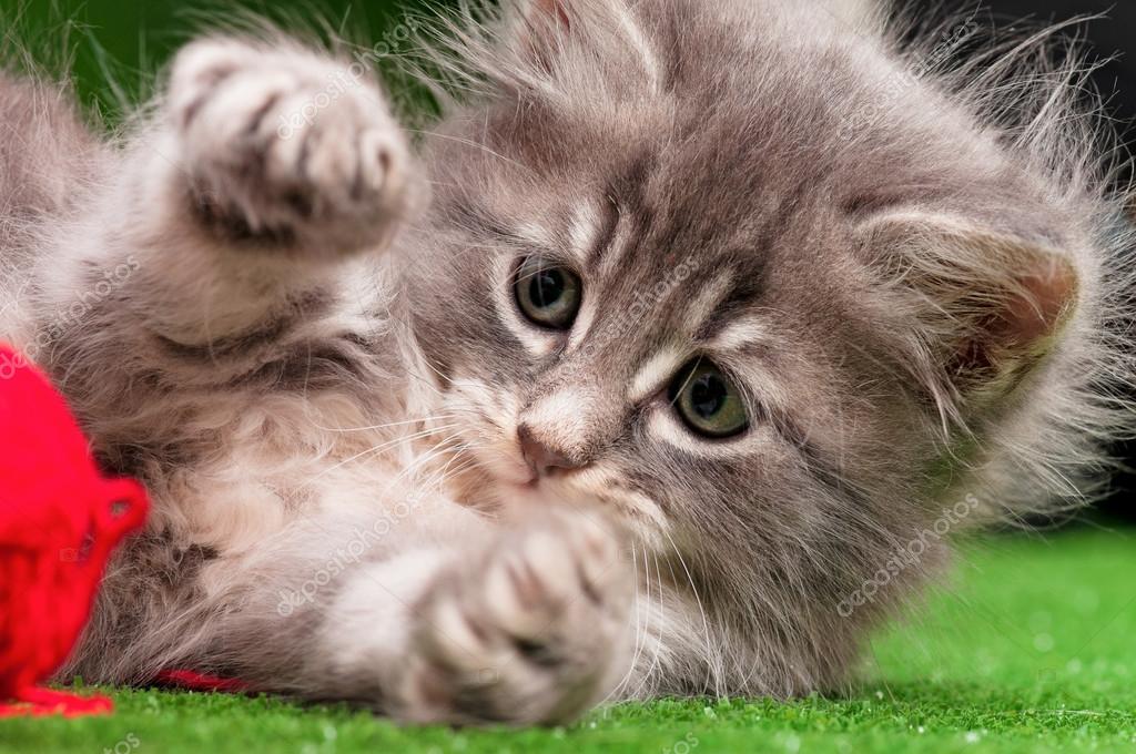 Cute gray kitten — Stock Photo © DenisNata 15404633